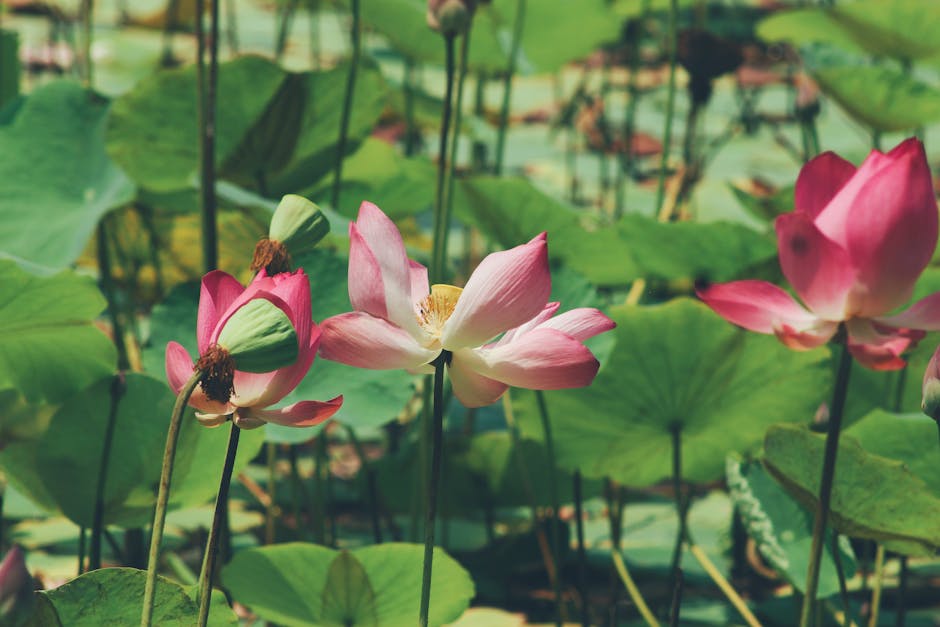 A close-up view of several pink and white lotus flowers in full bloom, with large green lily pads floating on a pond in the background. The flowers are situated on tall, slender stems, with some buds still closed and others open, revealing yellow stamens. The scene shows natural daylight illuminating the vibrant colors and textures of the flowers and leaves. The background includes additional lily pads and stems, creating a dense aquatic environment. The setting appears calm and lush, capturing the natural beauty of a pond habitat. Occasionally, the work involves loading and packing moving supplies, as seen in professional house removal processes, with items such as cardboard boxes and protective coverings, although none are visible in this specific image. The overall focus is on the flora, but the context of house relocations and moving logistics aligns with the service offered by Man and Van Kew, especially regarding packing and transportation during home relocations.