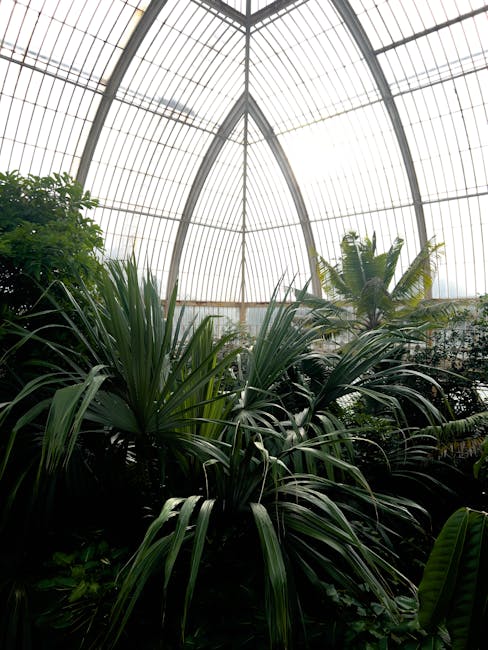 Inside a large, glass-domed greenhouse with a curved metal framework visible at the top, numerous lush green tropical plants with broad, elongated leaves occupy the foreground. Some plants have layered foliage, while others have tall, arching stems. The area is well-lit by natural light streaming through the transparent panels, creating a bright environment. The setting appears to be part of a horticultural space or botanical garden, with the lush vegetation possibly prepared for a house removal or relocation project by Man and Van Kew as indicated on the webpage titled 'Stair and lift removals plan for Kew Green terraces, KEW.' The plants are densely arranged, and the overall scene suggests a focus on the safe packing, handling, and transport of botanical or interior furnishings during home or building removals.